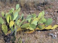 Opuntia angustata, near Superior, AZ