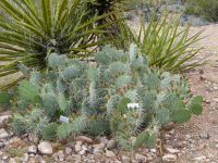 Opuntia angustata, garden plant, Nancy Hussey