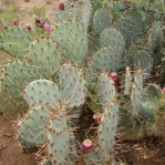 Opuntia angustata, Congress, AZ