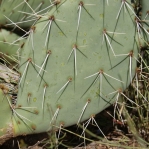 Opuntia angustata, Congress, AZ