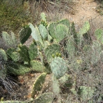 Opuntia angustata, Kingman, AZ