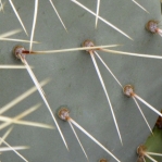 Opuntia angustata, spines, Nancy Hussey