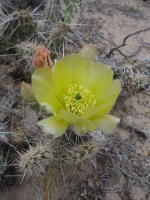 Opuntia arenaria, Vinton, NM