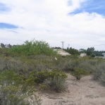 Opuntia arenaria habitat, Vinton, NM