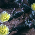 Opuntia arenaria, near El Paso, TX