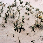 Opuntia arenaria, Vado, NM