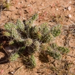 Opuntia arenaria, south of Las Cruces. NM, Patrick Alexander
