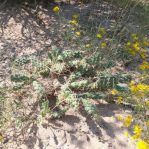 Opuntia arenaria, Vado, NM, Rob Romero