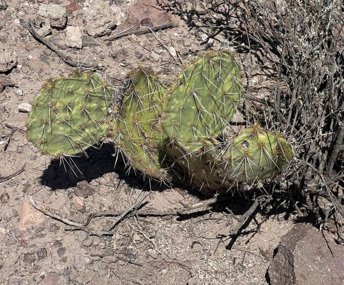 Opuntia arizonica, Big Bend, Dee Agave