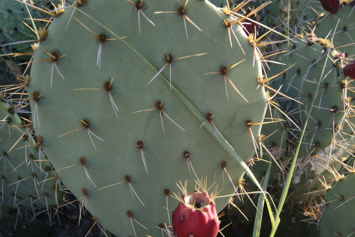 Opuntia arizonica, Tanque Verde Rd, Tucson, AZ