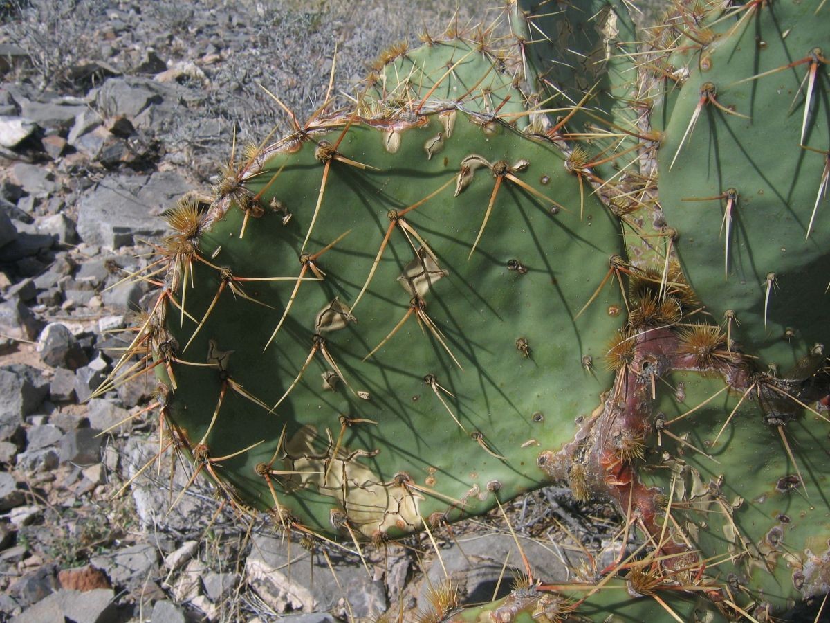 Opuntia arizonica, Hueco Tanks, TX