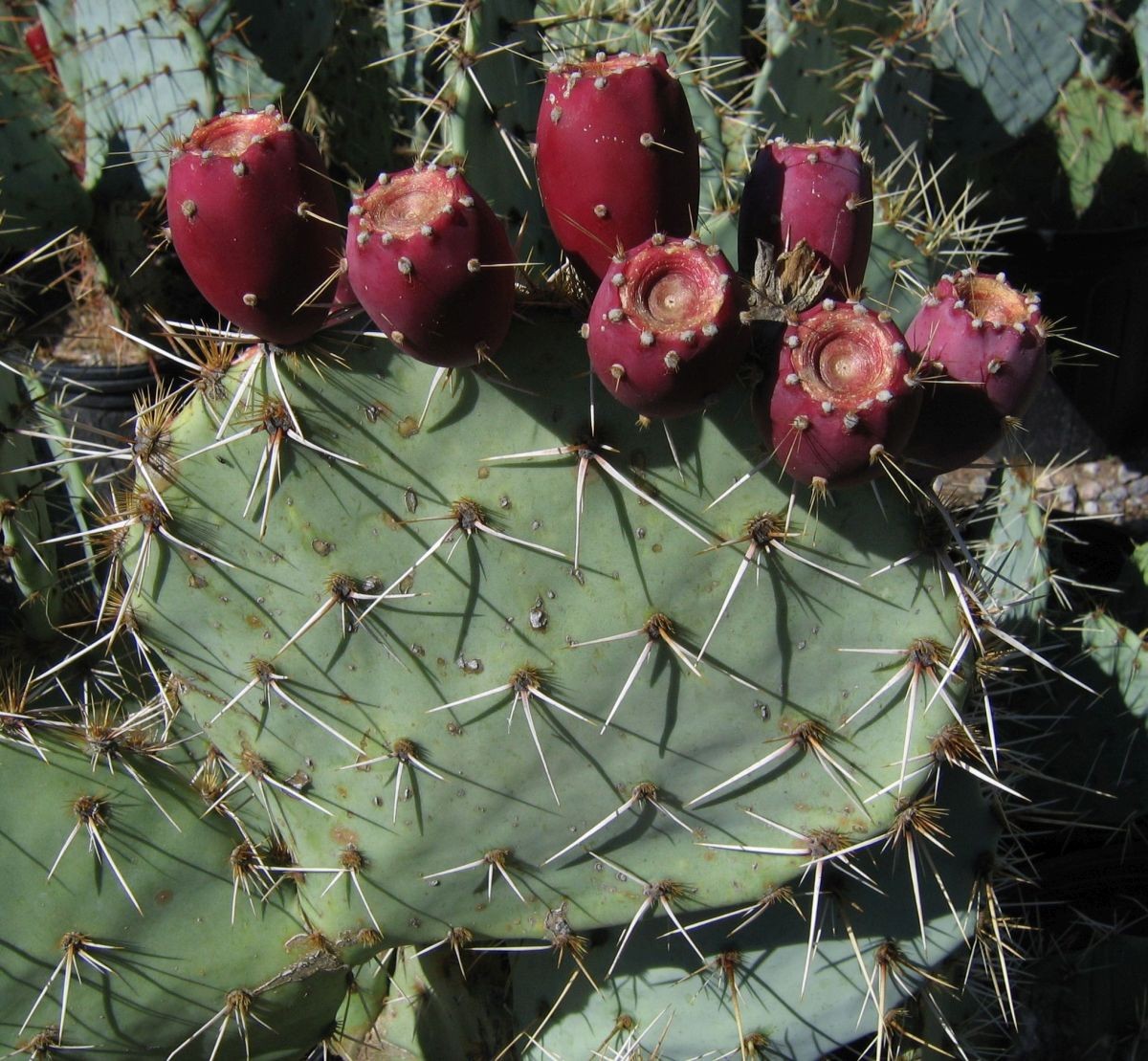 Opuntia arizonica, Rio Communities, NM