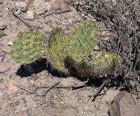 Opuntia arizonica, Big Bend, Dee Agave
