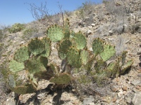 O.-arizonica-HuecoTanksRd.-2.6ml.n.Hwy_.62TX-4-18-22-24