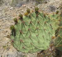 O.-arizonica-HuecoTanksRd.-2.6ml.n.Hwy_.62TX-4-18-22-26