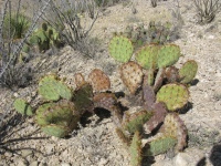 O.-arizonica-HuecoTanksRd.-2.6ml.n.Hwy_.62TX-4-18-22-27