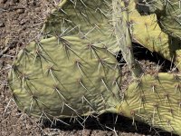 Opuntia arizonica, Big Bend, Dee Agave