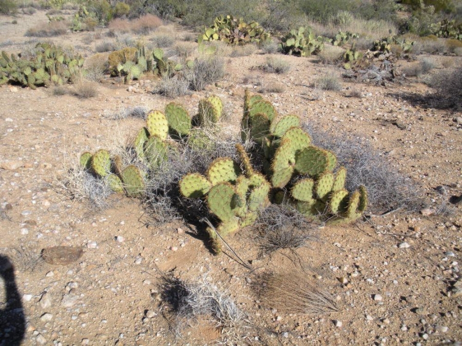 Opuntia arizonica, near Congress, AZ