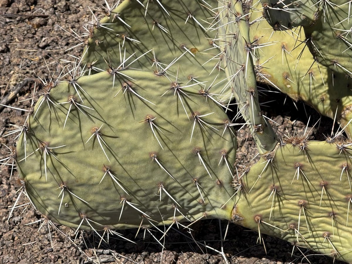 Opuntia arizonica, Big Bend, Dee Agave
