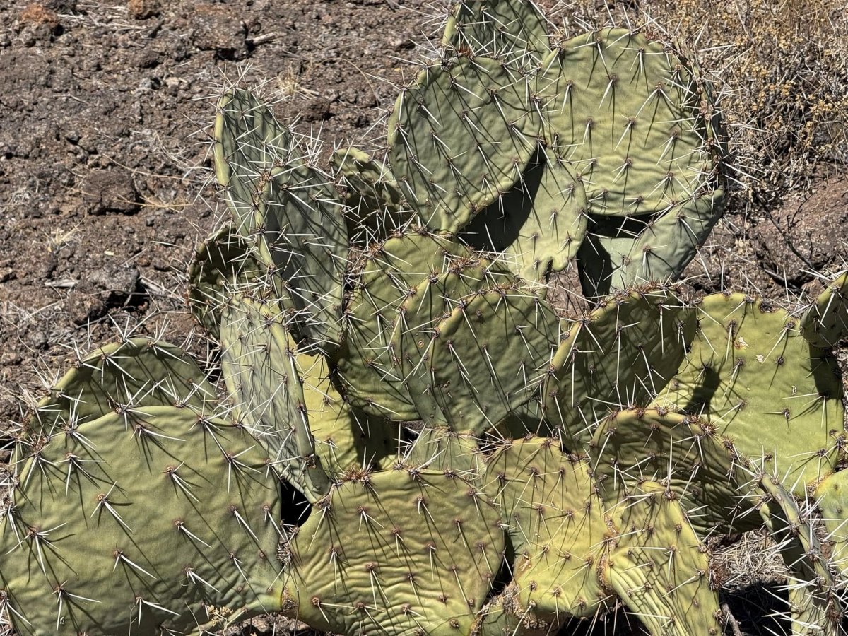 Opuntia arizonica, Big Bend, Dee Agave