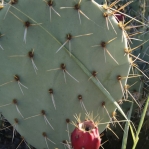 Opuntia arizonica, Tanque Verde Rd, Tucson, AZ