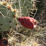 Opuntia arizonica, Tanque Verde Rd, Tucson, AZ