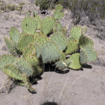 Opuntia arizonica, north of Socorro, NM