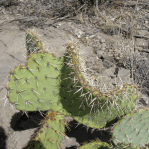 Opuntia arizonica, north of Socorro, NM