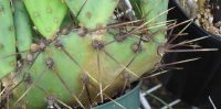 Opuntia atrispina, spine details
