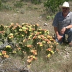 Opuntia atrispina, near Ulvalde, TX