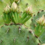 Opuntia atrispina, near Del Rio, TX