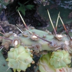 Opuntia atrispina, spine details, Texas A&M