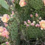 Opuntia atrispina, with two-toned spinens, Hayes Jackson