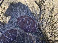Opuntia castetteri, greater El Paso, TX, Carolos Cervantex