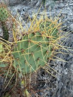 Opuntia aueispina, Dee Agave, Big Bend