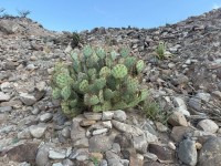 Opuntia aueispina, Dee Agave, Big Bend