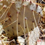Opuntia azurea