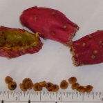 Opuntia azurea, fruit and seeds, Nancy Hussey