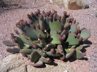 Opuntia basilaris longiareolata, Desert Botanical Garden, AZ