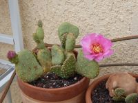 Opuntia basilaris heilii, Nancy Hussey