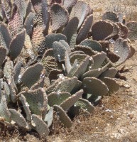 Opuntia basilaris, Kingman, AZ