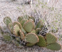 Opuntia basilaris hybrid, AZ