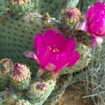 Opuntia basilaris, flower, Red Rock Canyon National Conservation Area, NV
