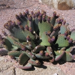 Opuntia basilaris longiareolata, Desert Botanical Garden, AZ