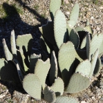 Opuntia basilaris with elongated cladodes, Nancy Hussey