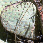 Opuntia basilaris, AZ
