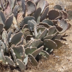 Opuntia basilaris, Kingman, AZ
