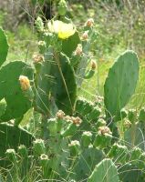 Opuntia bentonii, Bolivar Peninsula, TX