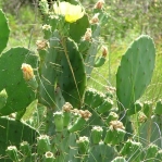 Opuntia bentonii, Bolivar Peninsula, TX