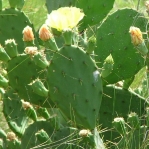 Opuntia bentonii, Bolivar Peninsula, TX